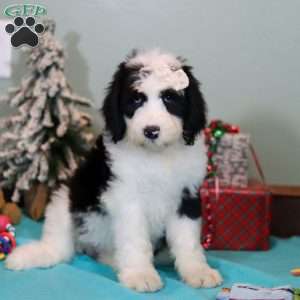 Willa, Sheepadoodle Puppy